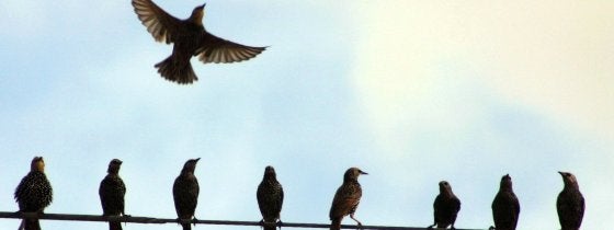 Fly Away... - Courtesy of Flickr.com user -- EdgeDonkey -- Birds on a wire