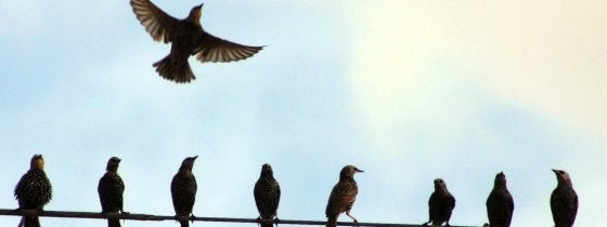 Birds on a wire