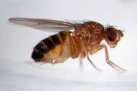 Frequent travelers of the shuttle, fruit flies share much in common with human-size astronauts and contribute to a multitude of experiments revealing the impact of microgravity on the human body. University of Wisconsin-Madison photo.