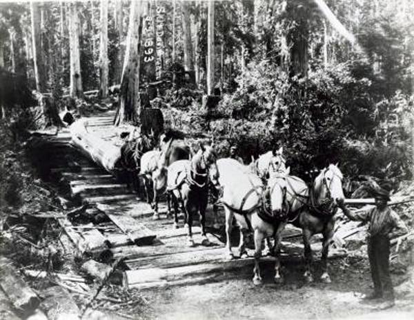 Logs pulled by horses, 1893