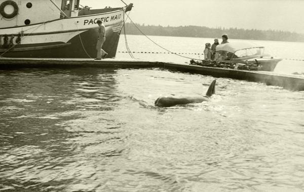 AR-Game_96-A-11_Whales-BuddBayCapture_May1976_155