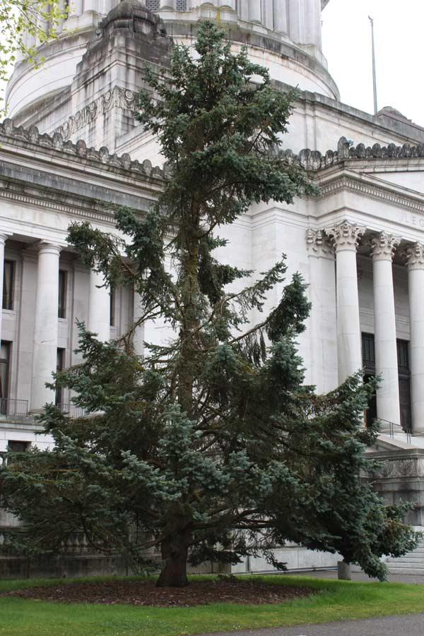 Blue-spruce-tree-near-Lege-Bldg-005