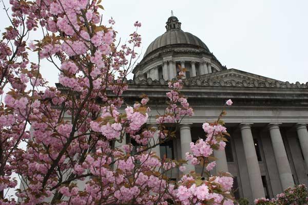Cherry-blossoms-outside-Lege-Bldg-002