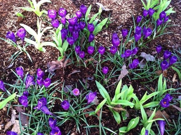 Crocus photo for blog Crocus photo for blog