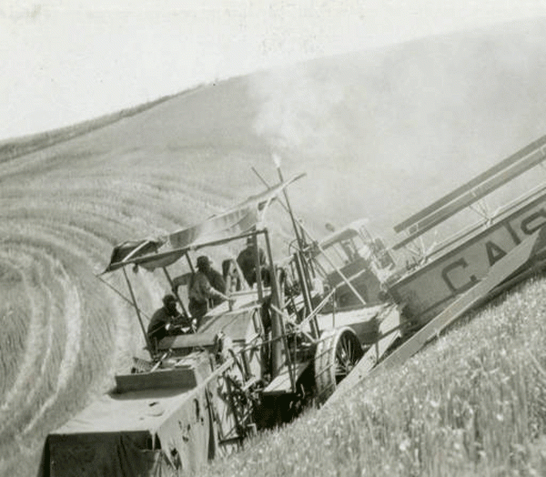 Hitchings-wheat-harvest