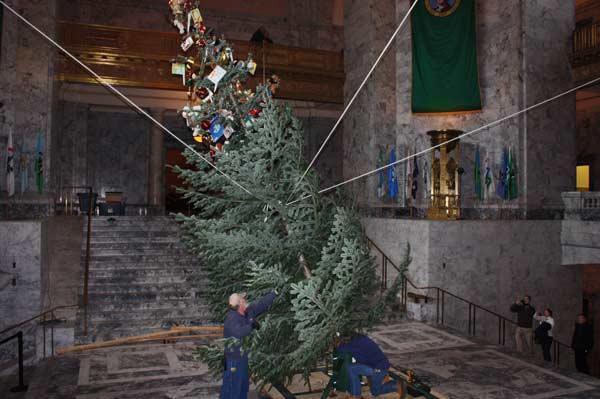 Holiday-tree-raised-in-Rotunda-002