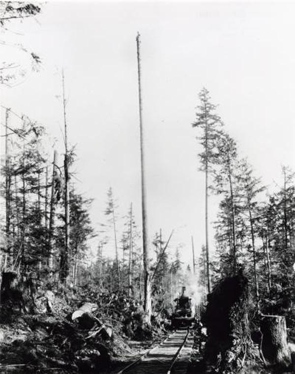 Logging railroad photo Logging railroad photo