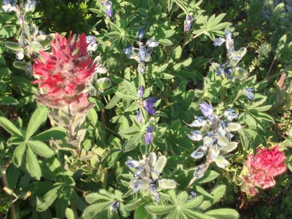 Mt-Rainier-wildflowers Mt-Rainier-wildflowers