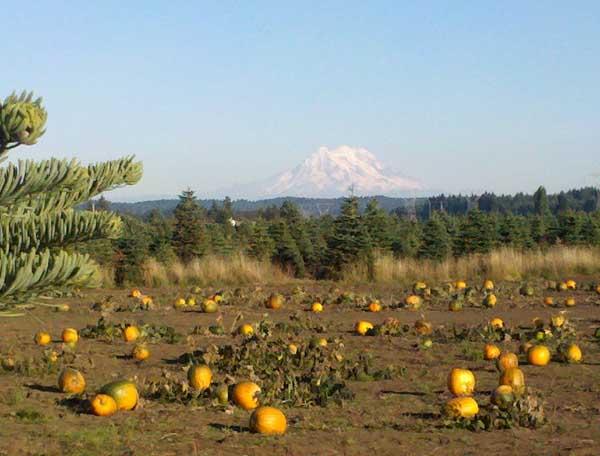 Pumpkin patch