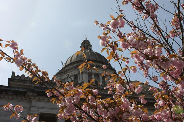 Rhodies,-blossoms-and-dome-002