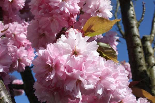 Spring-Capitol-Campus-photos-007 Spring-Capitol-Campus-photos-007