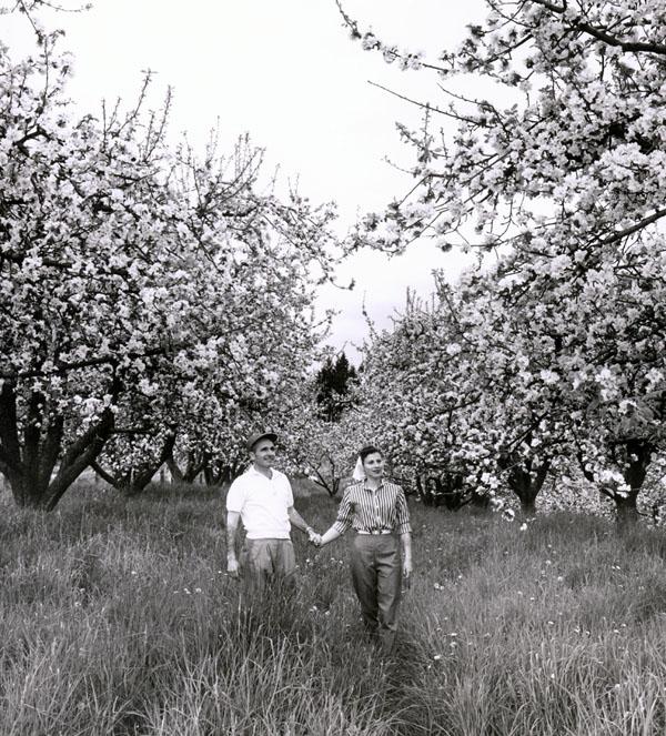 State Library Photograph Collection apple orchard ca1940 2
