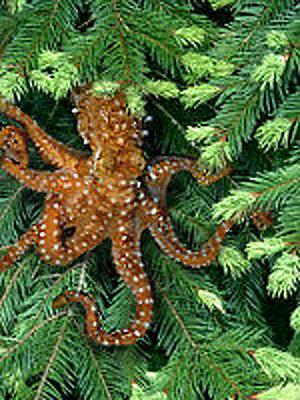 treeocto2