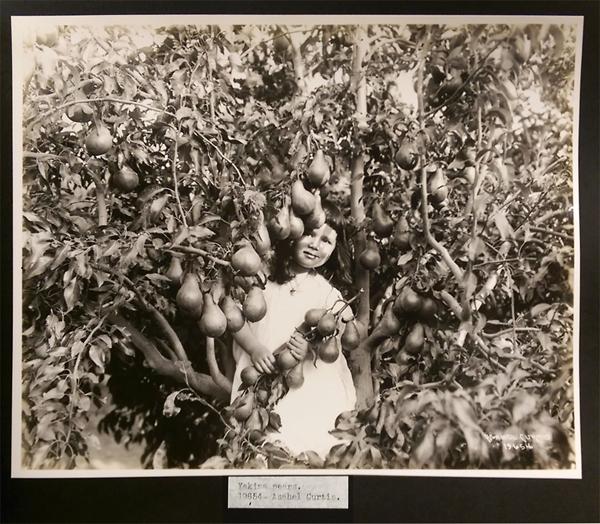 wsl_MS0544-29-Yakima_Pears&Girl_byACurtis