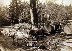 WM571_Westergreen_3_of_5