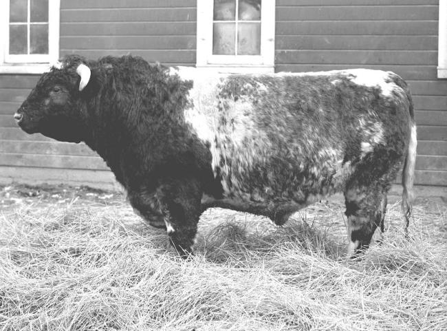bullsmall