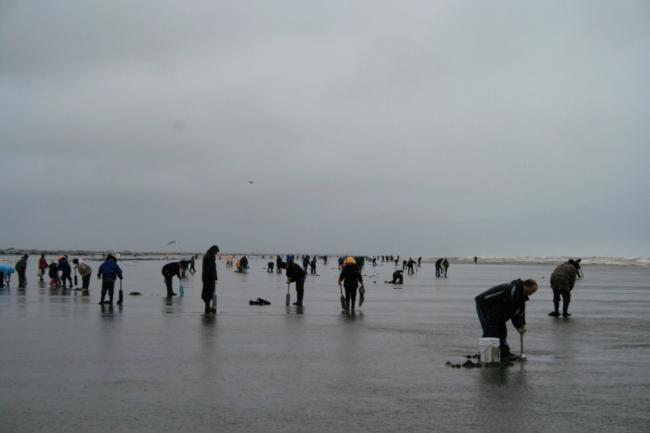 oceanshoresclamming_mar2009_025