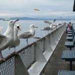 seagulls
