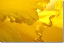 Essence of Sunshine / Liz West