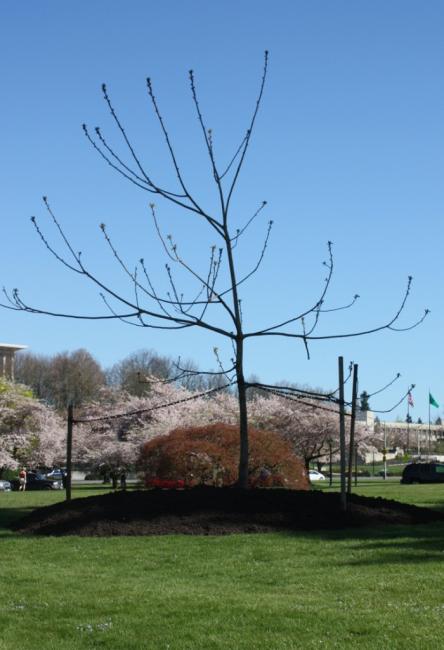 thetree
