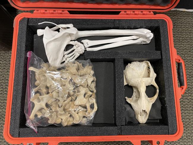 Seal skeleton set